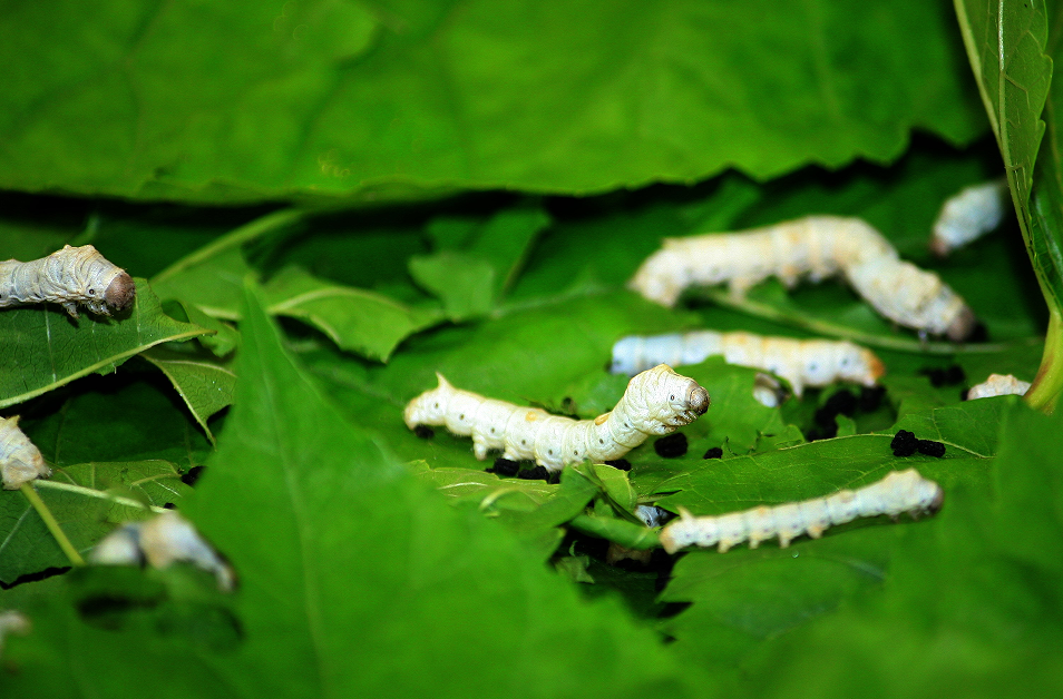 絲綢養(yǎng)殖行業(yè) 90% RH 高濕難題?恒歌高濕型溫濕度變送器,持續(xù)監(jiān)測(cè)!